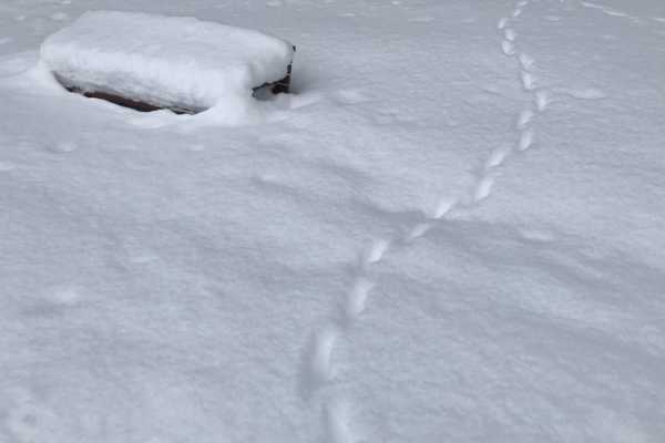 証拠ができたり消えたりする雪国のサスペンス