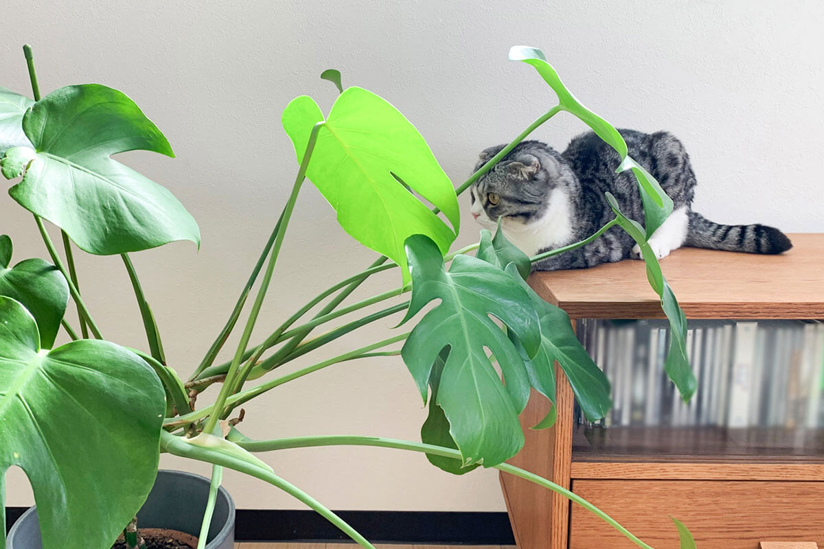 猫好きタカトウさん、猫との暮らしに安全・安心な植物を学ぶ